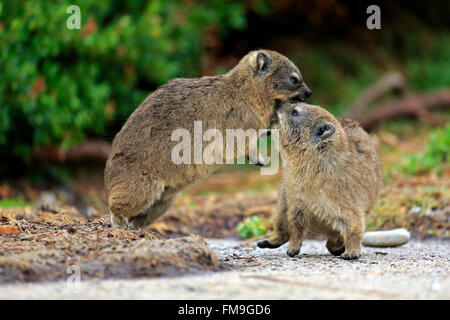 Rock Klippschliefer, zwei Jungen kämpfen, Bettys Bay, Western Cape, Südafrika, Afrika / (Procavia Capensis) Stockfoto