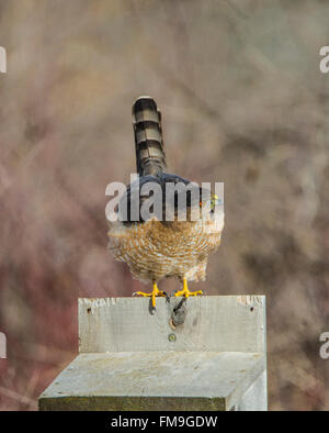 Tierwelt, Reifen männlichen Cooper Hawk gehockt auf Wood Duck Nistkasten in der Natur. USA Stockfoto