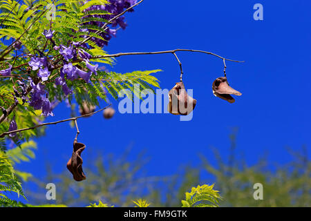 Jacaranda-Baum, Jacaranda-Baum, blühen mit Saatgut Kopf, Western Cape, Südafrika / (Jacaranda Mimosifolia) Stockfoto