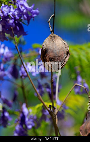 Jacaranda-Baum, Jacaranda-Baum, Samen, Kopf, Western Cape, Südafrika / (Jacaranda Mimosifolia) Stockfoto