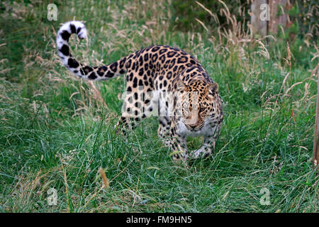 Amur-Leopard, Erwachsener, stalking, Asien / (Panthera Pardus Orientalis) Stockfoto