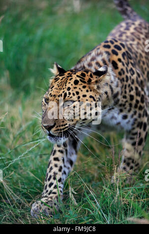 Amur-Leopard, Erwachsener, stalking, Asien / (Panthera Pardus Orientalis) Stockfoto