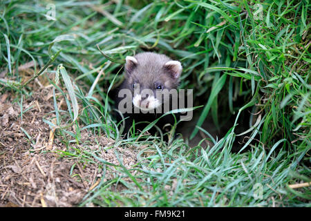 Europäischer Iltis, jungen in der Höhle, Surrey, England, Europa / (Mustela Putorius) Stockfoto