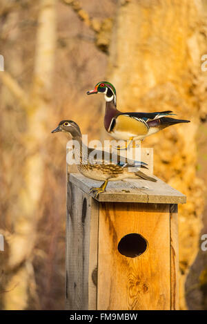 Tier-und Pflanzenwelt, Mann & Frau Holz Enten thront auf einer Brautente Nistkasten, USA Stockfoto