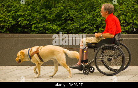 Behinderte Menschen im Rollstuhl mit seinem Labrador Hund seinem Rollstuhl zu ziehen. USA Stockfoto