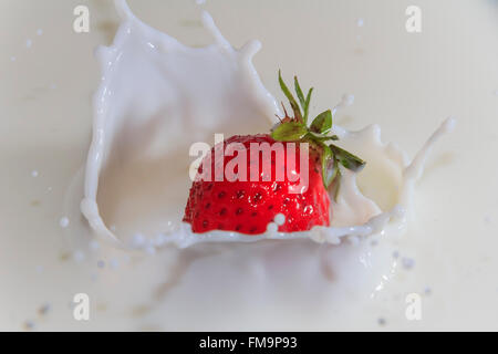 Erdbeere Drop in der Milch mit Spritzwasser auf eine weiße Milch-Hintergrund Stockfoto