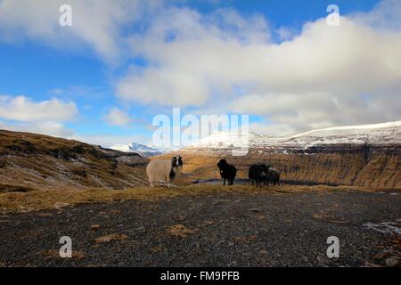 Tierwelt in der Färöer im Nordatlantik islnads Stockfoto