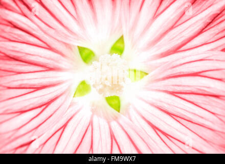 Schöne rosa Blume Hintergrund, abstrakt Naturkulisse, Detail des blühenden Gerbera, sanfte Blumentapete Stockfoto