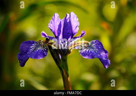 Blaue Iris Sibirica Blüte mit Sommer Sonnenlicht, das durch die Blütenblätter. Stockfoto