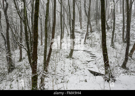 Ein leichter Nebel in eine magische, verschneiten Wäldern im Norden Englands. Stufen hinauf durch die Bäume. Stockfoto