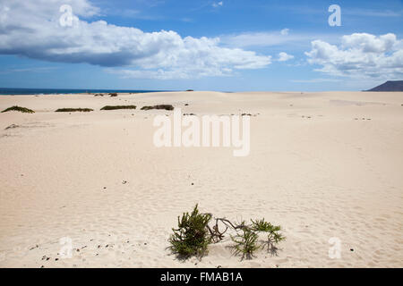 Beach, Parque Natural de Corralejo, Insel Fuerteventura, Kanarische Inseln, Spanien, Europa Stockfoto