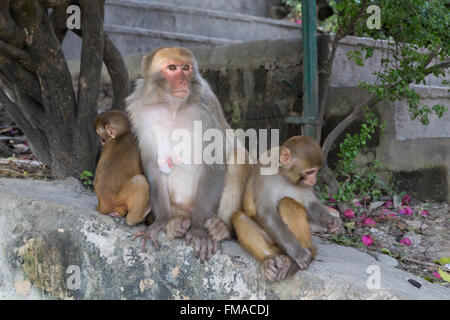 Fotografieren einer Gruppe von Affen auf den buddhistischen Tempel Swayambunath in Kathmandu, Nepal. Stockfoto