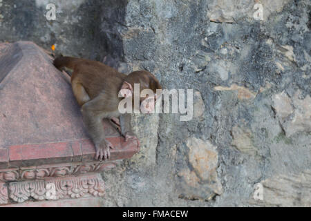 Foto von einem Affen in der buddhistischen Tempel Swayambunath in Kathmandu, Nepal. Stockfoto