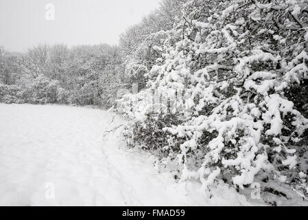 Rand von einem englischen Waldgebiet mit Ästen schwer mit Schnee. Stockfoto