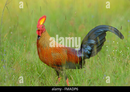 Sri Lanka Kammhuhnprojekte (Gallus Lafayettii) stehen in den üppigen grünen Waldboden in Wilpattu Nationalpark in Sri Lanka Stockfoto