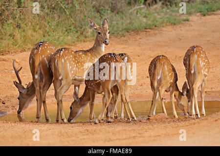 Eine kleine Herde der Achse oder Spotted Hirsche trinken aus einem Wasserbecken auf einen Waldweg in Yala-Nationalpark Stockfoto