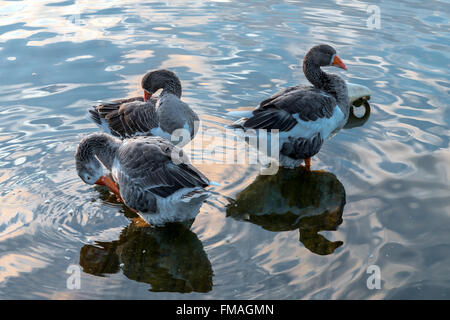 Drei Enten waschen am See Stockfoto