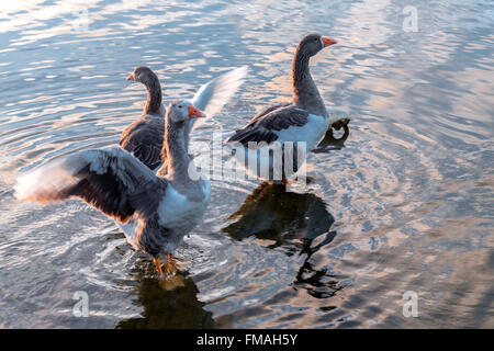 Drei Enten waschen am See Stockfoto