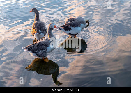 Drei Enten waschen am See Stockfoto