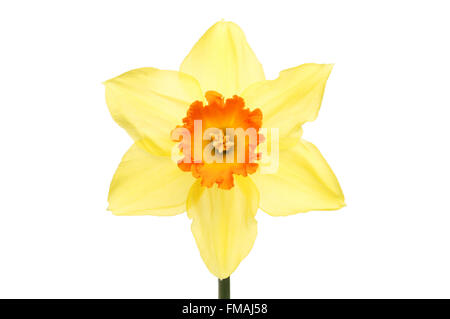 Leuchtend gelbe Narzisse Blüte mit einem orange Center isoliert gegen weiß Stockfoto