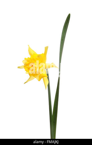 Einzelne Rüschen gelbe Narzisse Blume und Blatt isoliert gegen weiß Stockfoto