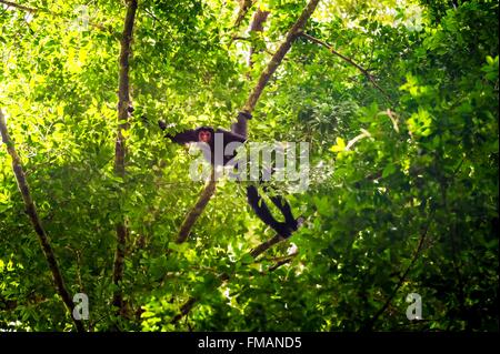 Frankreich, Guyana, Französisch-Guyana Amazonas Park, Herz-Bereich, Camopi, mit rotem Gesicht Klammeraffe (Ateles Paniscus) in den Baumkronen, auf Stockfoto