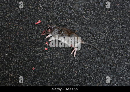 Tote Ratte auf der Straße in Cheval Place, London, UK. Stockfoto