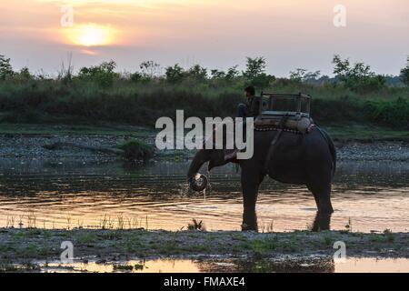 Nepal, aufgeführten Narayani Zone, Sauraha, Chitwan Nationalpark als Weltkulturerbe von der UNESCO zum Elefanten-Treiber auf seinem Elefanten im Stockfoto