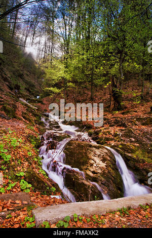Frühling-Wasserfall und Wald-Stream in Bergen Stockfoto