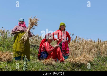 Nepal, Bagmati Zone, Chunikel, Frauen, die Ernte des Weizens Stockfoto