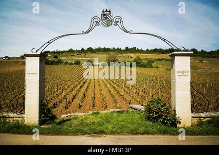 Frankreich, Cote d ' or, Puligny Montrachet, die touristische Route des Grands Crus de Bourgogne, Climats, Terroirs Burgunds aufgeführt Stockfoto