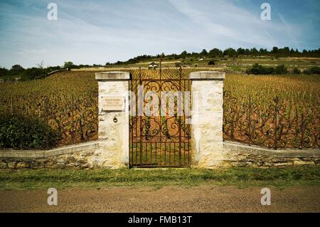 Frankreich, Cote d ' or, Puligny Montrachet, die touristische Route des Grands Crus de Bourgogne, Climats, Terroirs Burgunds aufgeführt Stockfoto