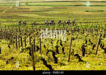 Frankreich, Cote d ' or, Aloxe Corton, die touristische Route des Grands Crus de Bourgogne, Climats, Terroirs von Burgund als aufgeführt Stockfoto