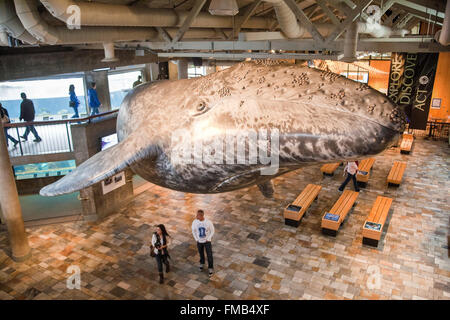Buckelwal-Skulptur am Eingang zum Monterey Bay Aquarium. Nationalstraße 1, Pacific Coast Highway, PCH, California,U.S.A. Stockfoto