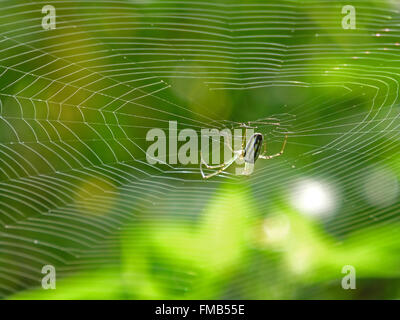 Obstgarten Orbweaver Spider Web, Foto in Taiwan Stockfoto