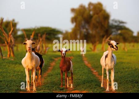 Senegal, Sahel, Ferlo Region, Widou Thiengoly, Ziegen überrascht Stockfoto