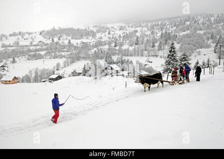 Frankreich, Vogesen, La Bresse, Saichy Bauernhof, Schlittenfahrt gezogen von einem Ochsen-Rennen vogesischen Stockfoto