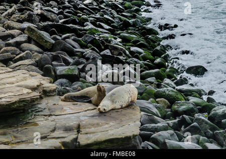 Seelöwen auf den Felsen mit dem Pazifischen Ozean im Hintergrund aufwachen Stockfoto