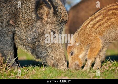 Wildschwein Sus Scrofa Scrofa Sau sät Wildschweine Klauentieren ...
