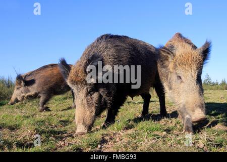 Frankreich, Haute Saone, privater Park, Wildschwein (Sus Scrofa) Stockfoto