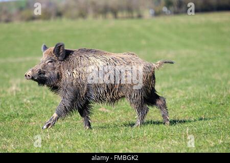 Frankreich, Haute Saone, privater Park, Wildschwein (Sus Scrofa), Männlich Stockfoto