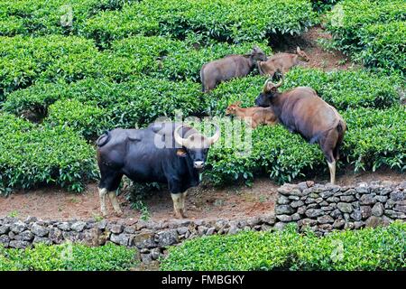 Indien, Bundesstaat Tamil Nadu, Anaimalai Gebirge (Nilgiri Hills), Gaur Ou indische Bison (Bos Gaurus), Männlich, weiblich und youngs Stockfoto