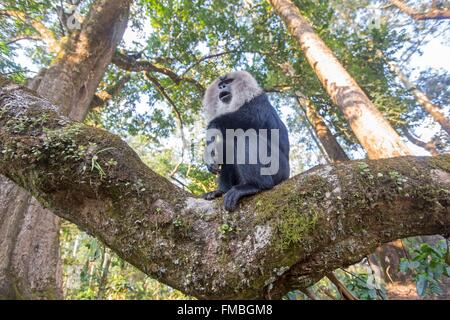 Indien, Bundesstaat Tamil Nadu, Anaimalai Gebirge (Nilgiri Hills), Löwe-tailed Macaque (Macaca Silenus) oder die Wanderoo, die Stockfoto