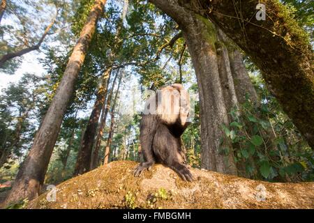 Indien, Bundesstaat Tamil Nadu, Anaimalai Gebirge (Nilgiri Hills), Löwe-tailed Macaque (Macaca Silenus) oder die Wanderoo, die Stockfoto