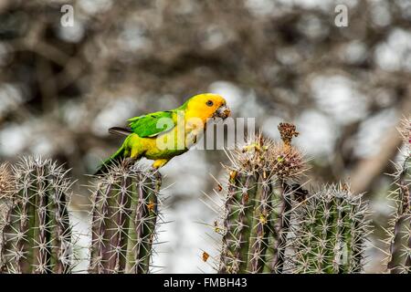 Niederländische Antillen, Bonaire Insel, braun-throated Sittich (Eupsittula Pertinax) auf eine Absicherung des Kaktus Stockfoto