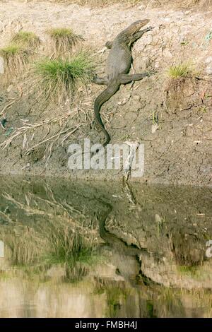 Indien, Westbengalen, Sundarbans Nationalpark, Wasser-Monitor (Varanus Salvator), Baden in der Sonne Stockfoto