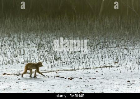 Indien, Westbengalen, Sundarbans Nationalpark, Rhesus-Makaken (Macaca Mulatta), in den Mangrovensumpf Stockfoto