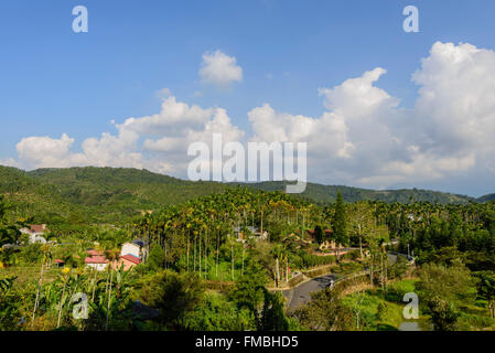 Areca-Wald in der Nähe von Li Yu See in Nantou, Taiwan Stockfoto