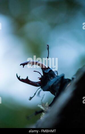 Frankreich, Isere, männliche lukanischen Kite (Lucanus Cervus) Stockfoto