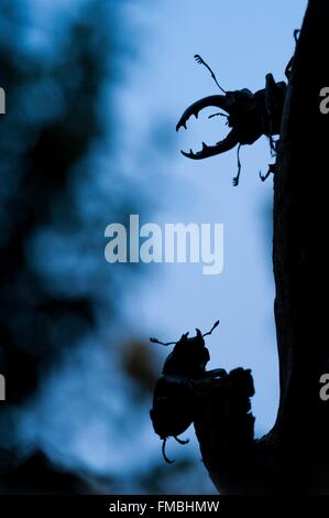 Frankreich, Isere, männliche und weibliche lukanischen Kite (Lucanus Cervus) Stockfoto